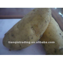 High quality potato para la venta
